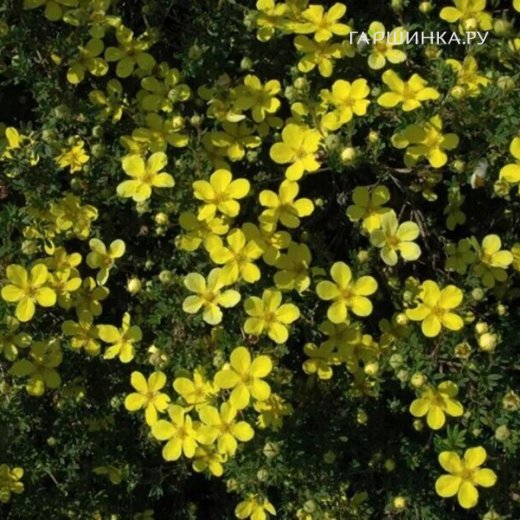 Лапчатка кустарниковая (Potentilla fruticosa) «Klondike»