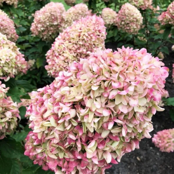 Гортензия метельчатая (Hydrangea paniculata) «Cotton Cream»