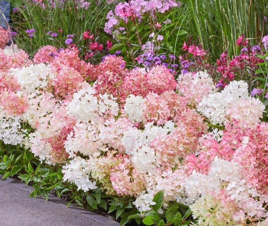 Гортензия метельчатая "Groundbreaker Blush"