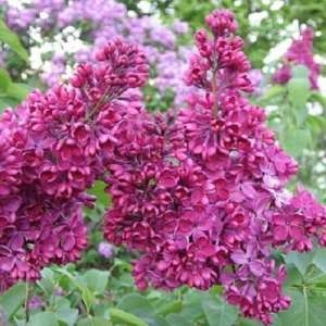 Сирень  обыкновенная (Syringa vulgaris) «Знамя Ленина»