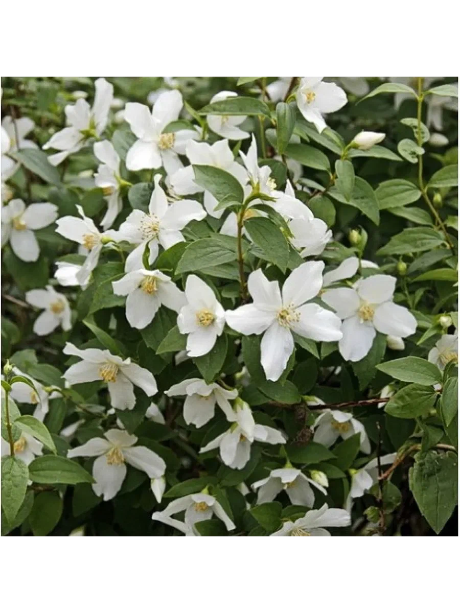 Чубушник (Philadelphus) "Балет мотыльков"