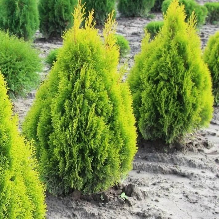 Туя западная (Thuja occidentalis) 'Sunny Smaragd'