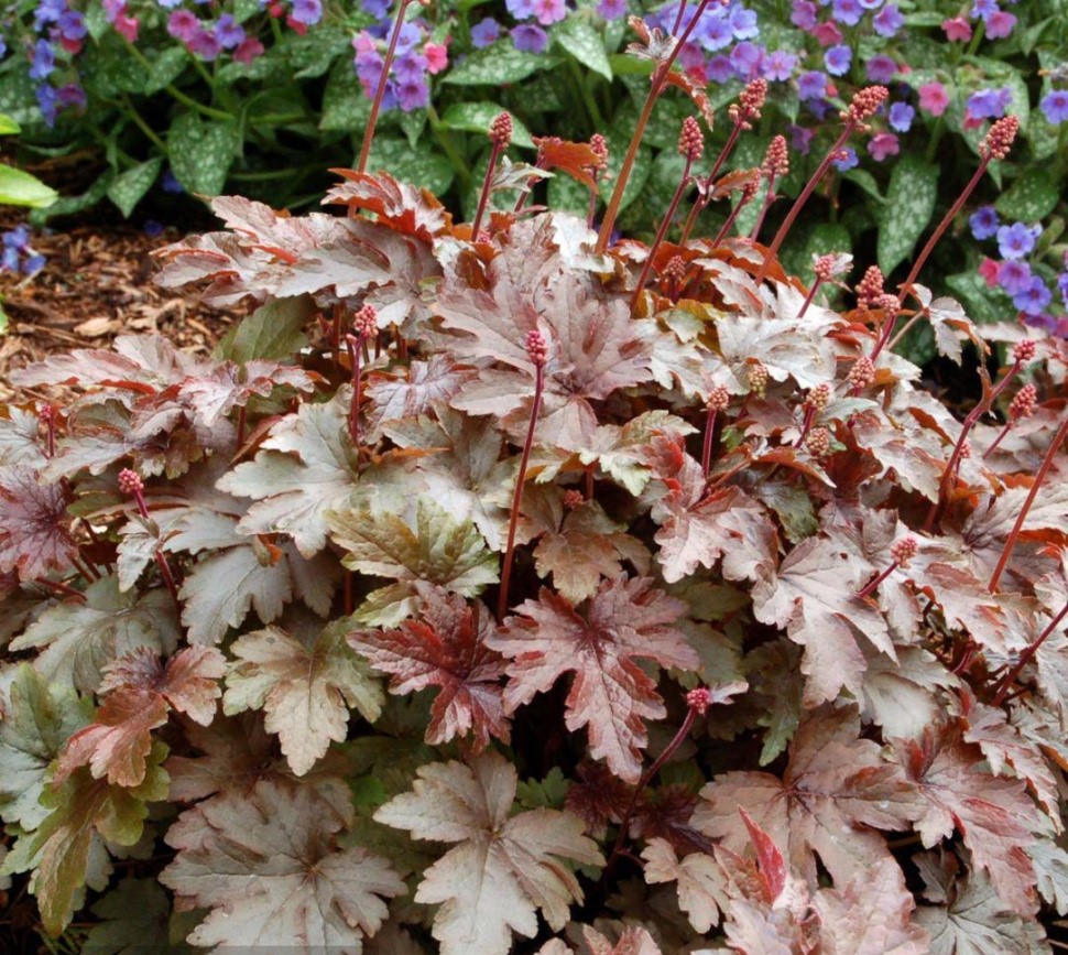 Гейхерелла(Heucherella) «Burnished Bronze»