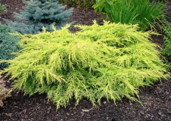 Можжевельник средний (Juniperus media) “Gold Star"