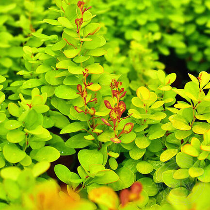 Барбарис Тунберга (Berberis thunbergii) “Neon Gold”
