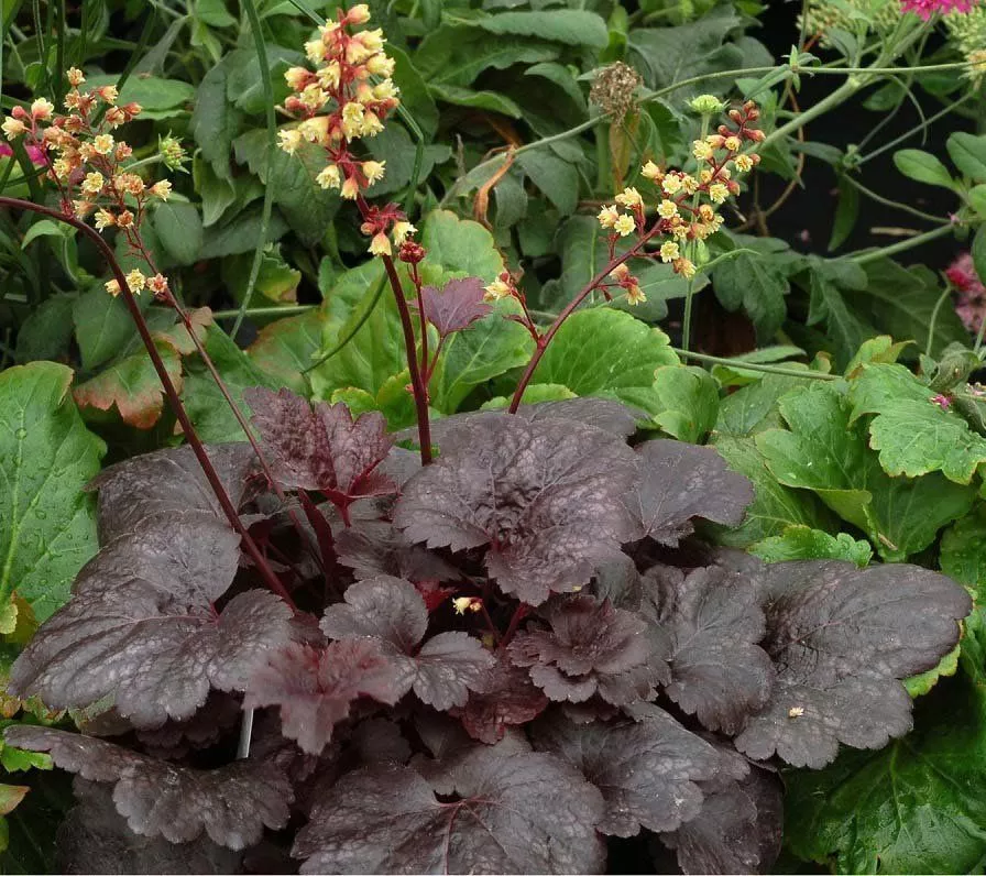 Гейхера (Heuchera) «Gotham»