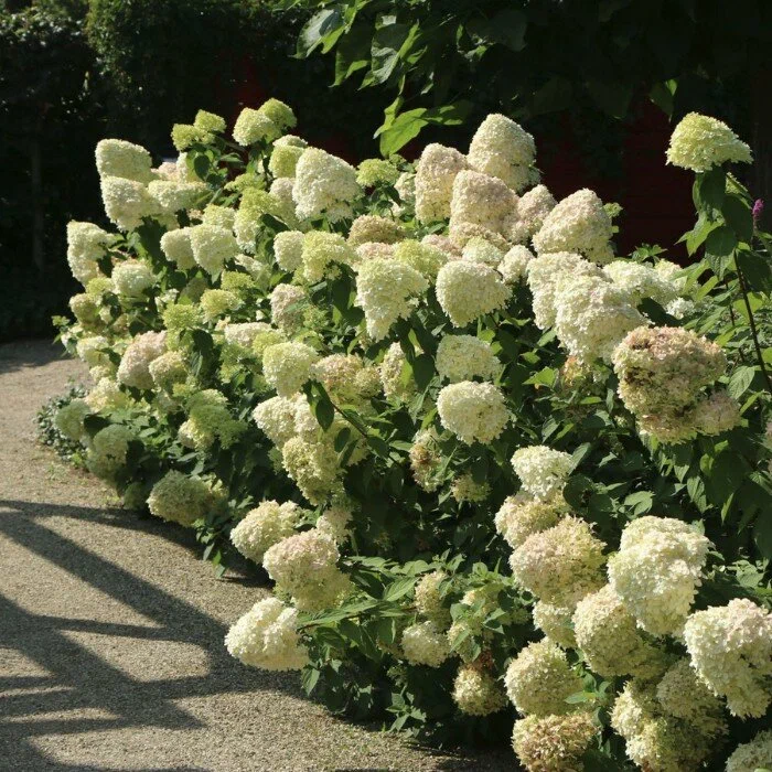 Гортензия метельчатая «Hercules»