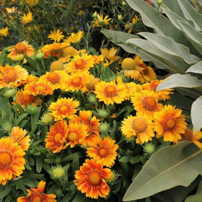 Гайлардия (Gaillardia) "Mesa Peach"
