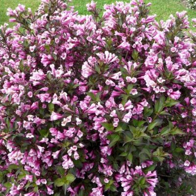 Вейгела "Nana Purpurea"