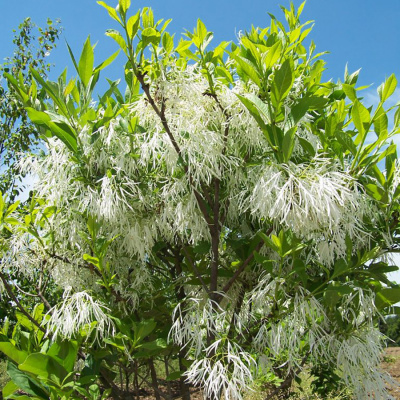 Снежноцвет виргинский (Chionanthus)