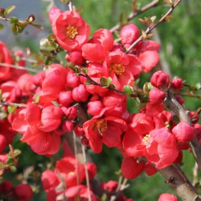 Айва японская  (Chaenomeles)          «Red Trail»