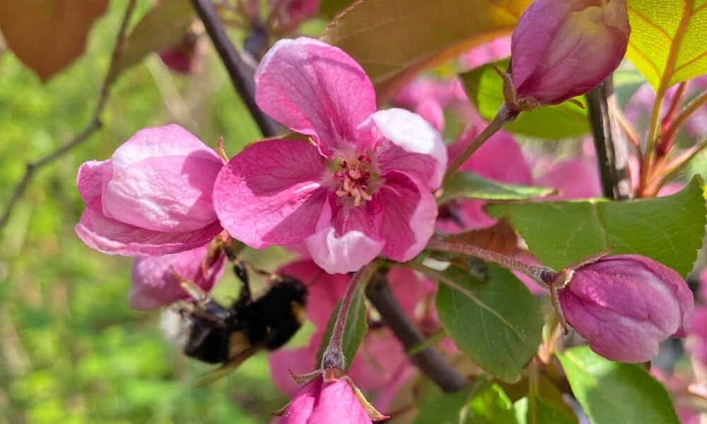 Яблоня декоративная (Malus) «Kelsey»