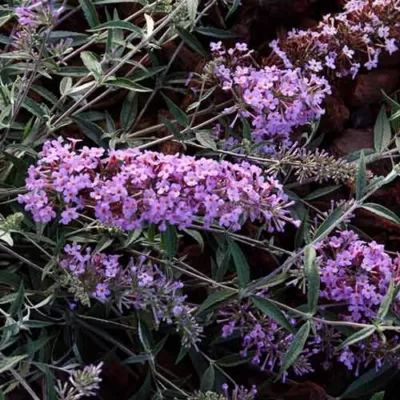 Буддлея Давида "Petite Lavender"