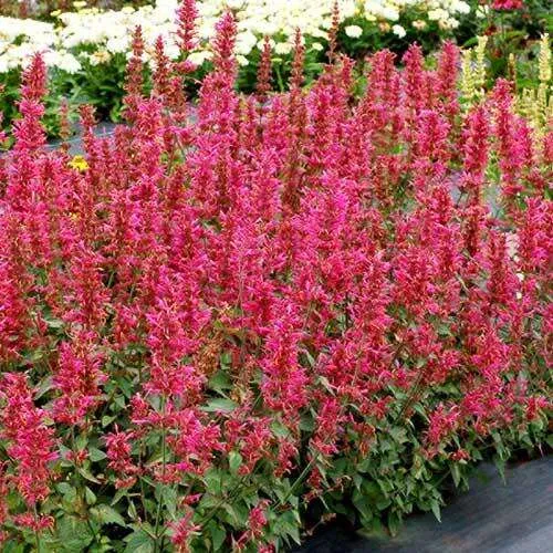 Агастахис или многоколосник (Agastache) «Morello»