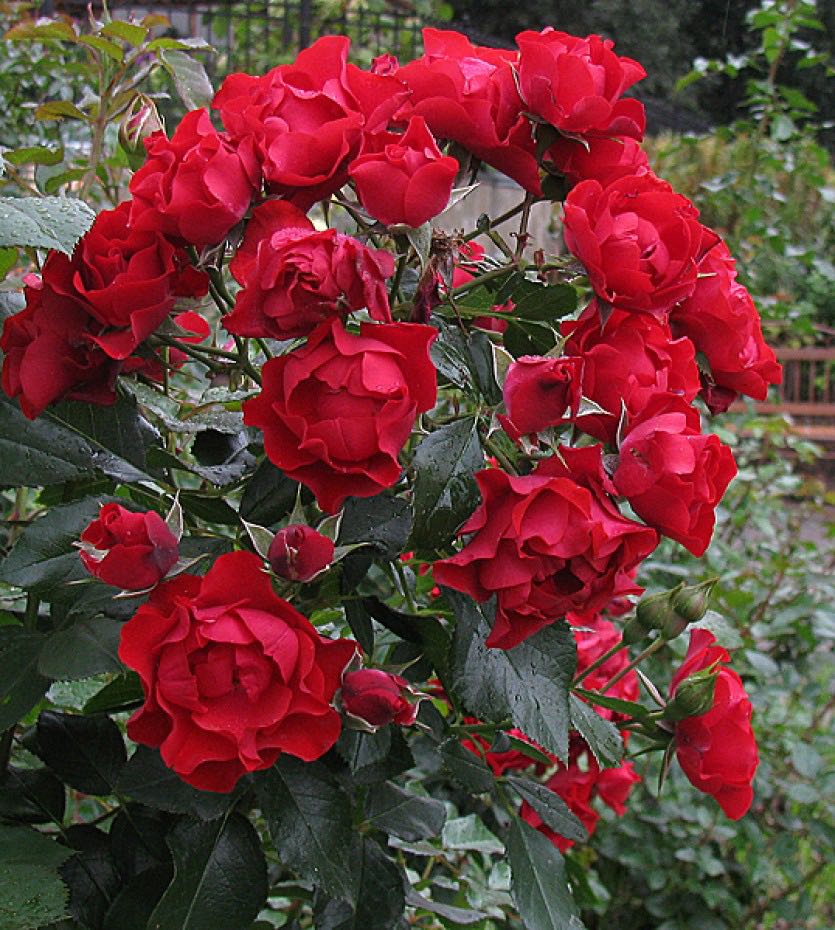 Black Forest Rose