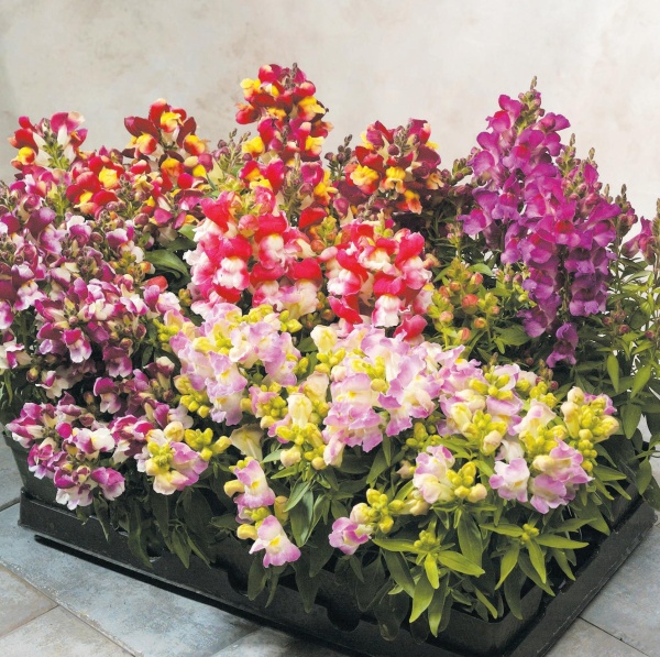 Львиный зев большой (Antirrhinum majus)«Floral Showers Bicolor MIX»