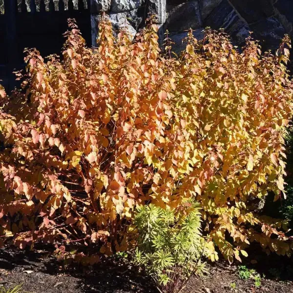 Дерен кроваво-красный«Midwinter Fire»