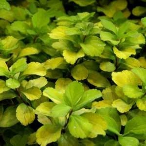 Спирея березолистная (Spiraea betulifolia) “Tor Gold”