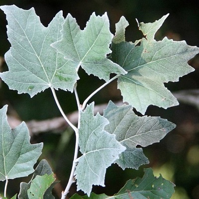 Тополь белый (серебристый) ком 