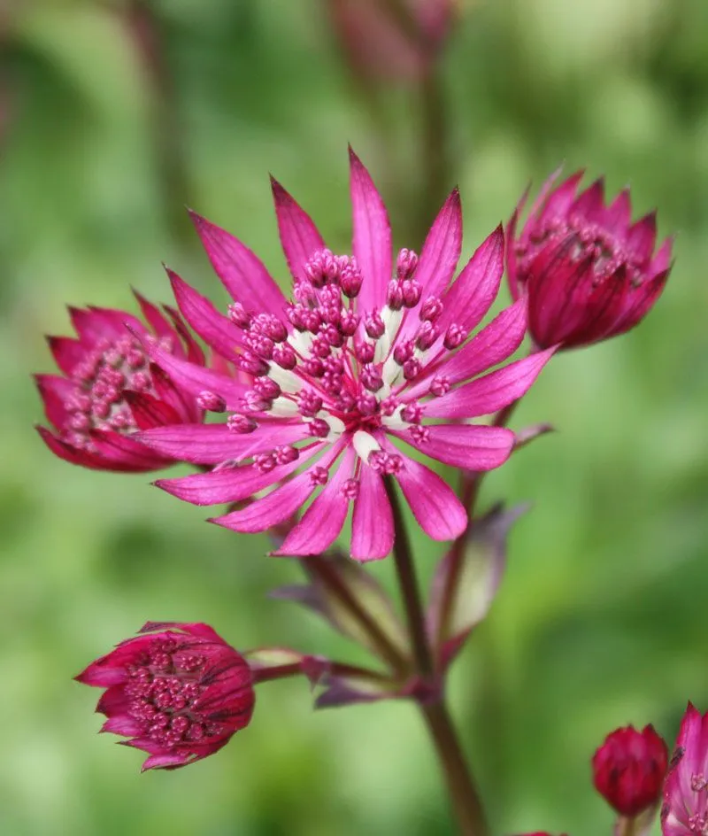 Астранция крупная (Astrantia major) "Ruby Wedding"