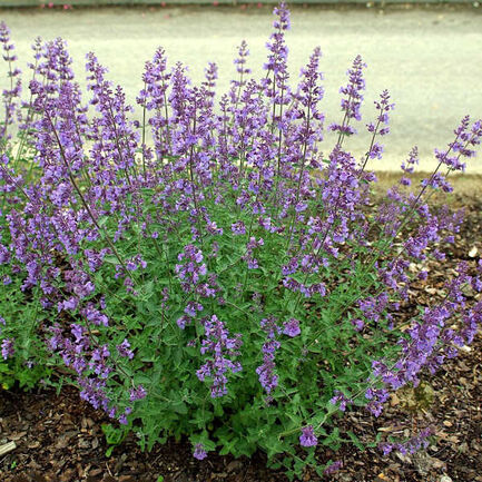Котовник кистевидный (Nepeta racemosa)
