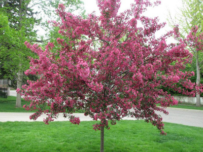 Яблоня декоративная «Rudolph»