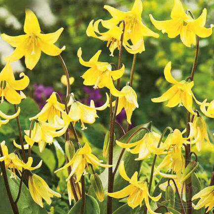 Кандык (Эритрониум) «Pagoda»