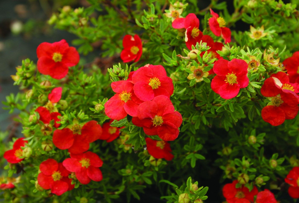 Лапчатка кустарниковая (Potentilla fruticosa) “Red Ace”