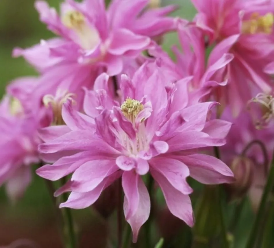 Аквилегия гибридная (Aquilegia) "Barlow Pink"