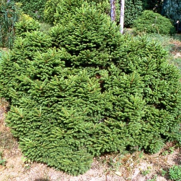 Ель обыкновенная (Picea abies) "Maxwellii"