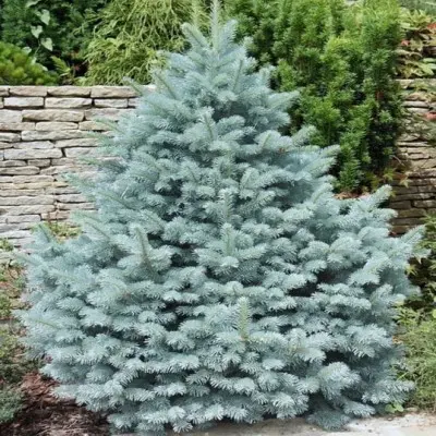 Ель колючая (Picea pungens) “Glauca Majestic Blue”