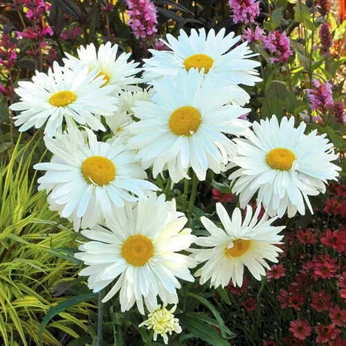 Нивяник великолепный (Leucanthemum superbum) «Paladin»
