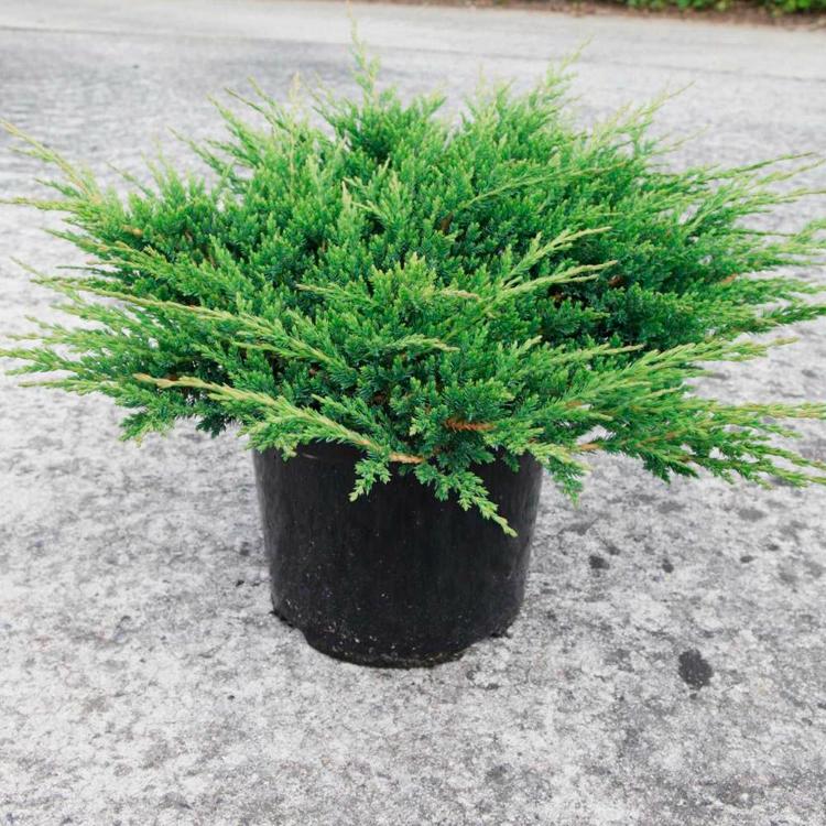 Можжевельник горизонтальный (Juniperus horizontalis) “Prince of Wales”