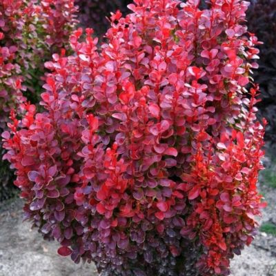 Барбарис Тунберга (Berberis thunbergii) "Red DJ"