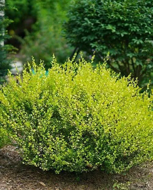 Береза карликовая (Betula) «Nana»