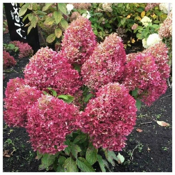 Гортензия метельчатая «Royal Flower»