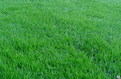 Семена газонных трав "Гном"