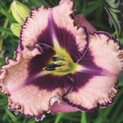 Never Ending Fantasy