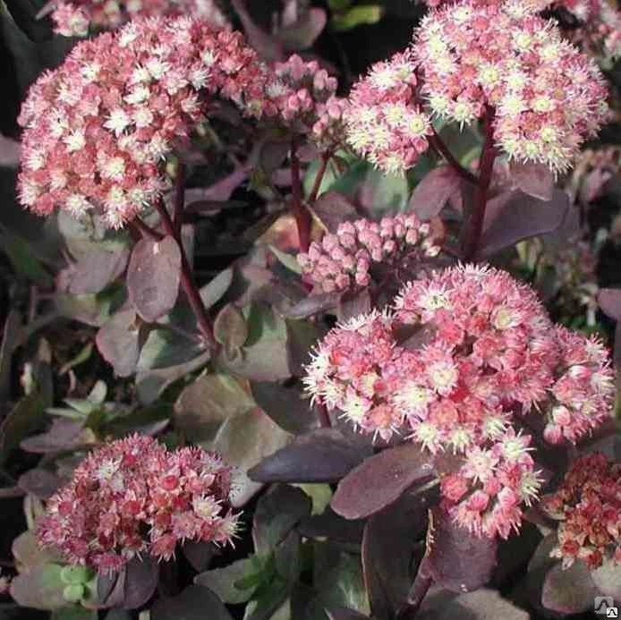 Очиток (Sedum) "Strawberry and Cream"