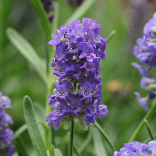Лаванда узколистная (Lavandula angustifolia) "Ellagance Purple"