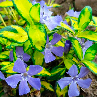 Барвинок малый (Vinca minor) Aureovariegata
