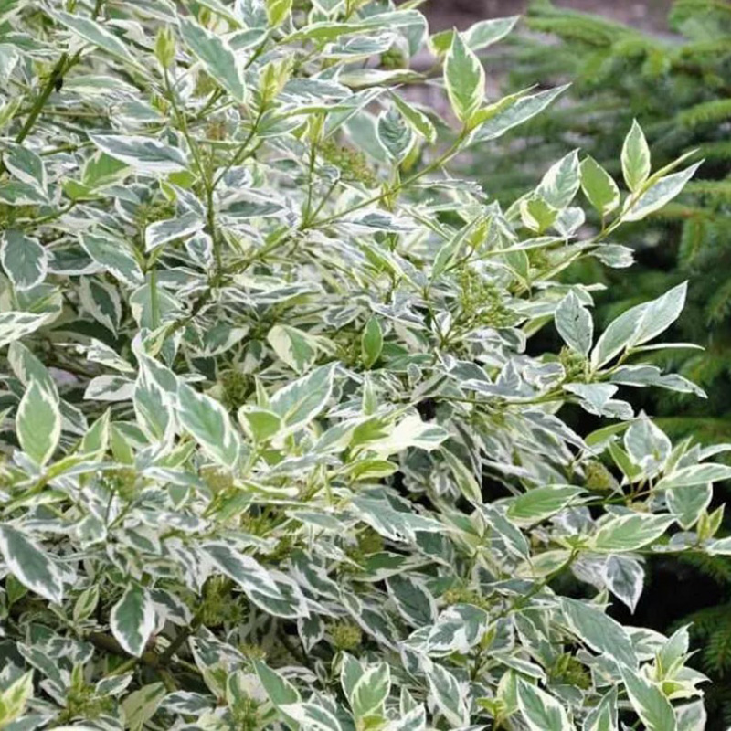 Дерен белый (Cornus alba)"Sibiriса Variegata"