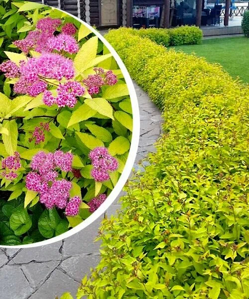 Спирея японская (Spiraea japonica) ‘Golden Princess’