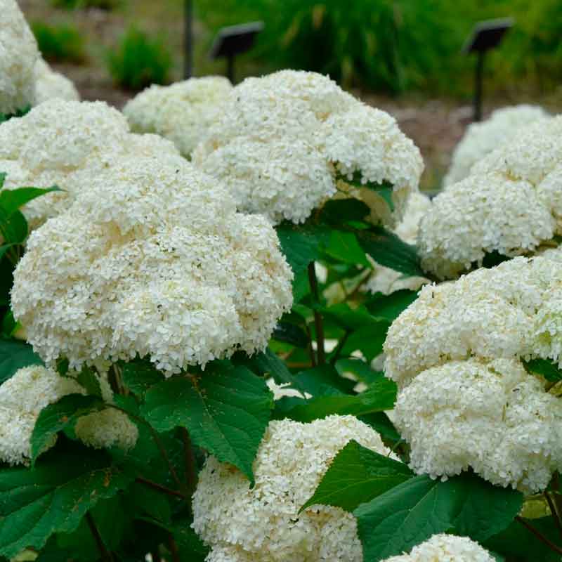 Гортензия древовидная «Bounty»