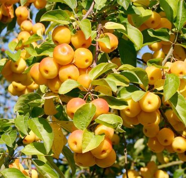 Яблоня декоративная (Malus)«Butterball»