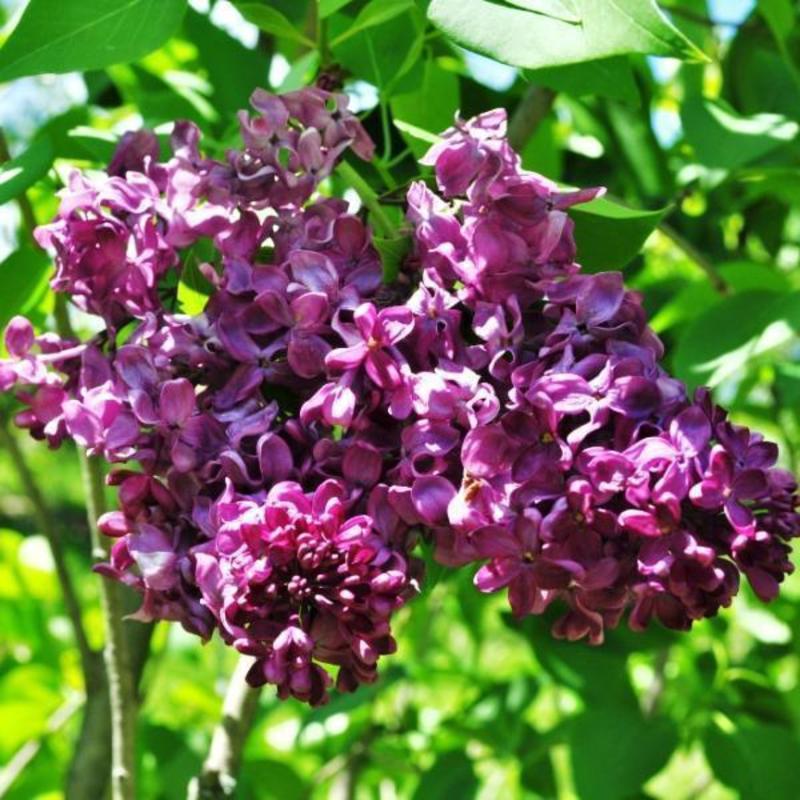 Сирень обыкновенная (Syringa vulgaris) «Frank Paterson»