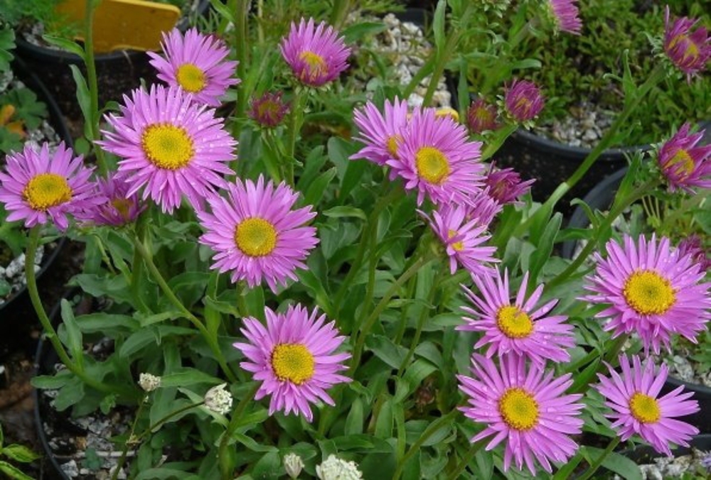 Астра альпийская «Happy End»