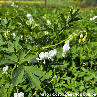 Дицентра великолепная (Dicentra spectabilis)“Alba”