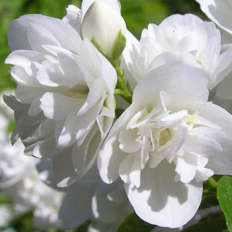 Чубушник «Помпон»