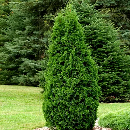 Туя западная (Thuja occidentalis) "Pyramidalis Compacta"